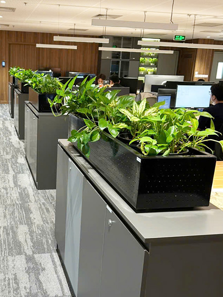 Cây trầu bà kết hợp